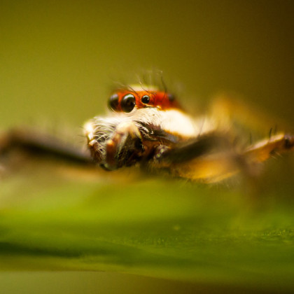 js sem en velik pajk