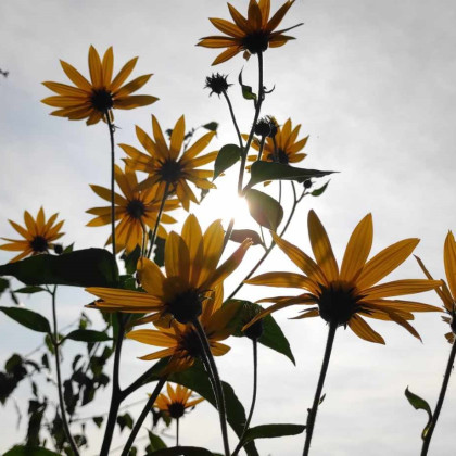 Seznam skladb za 20. 6. 2025, 7.00–11.00 (Mojca Teržan)