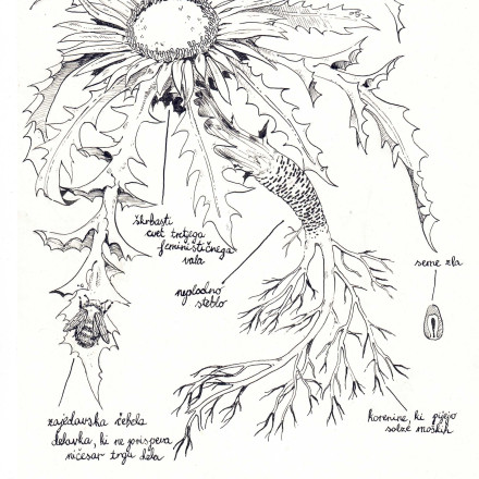 Botanična ilustracija bodeče neže s tušem, spodaj naslov: anatomija feminističnega plevela.