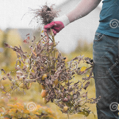 Razkoreninjen plevel