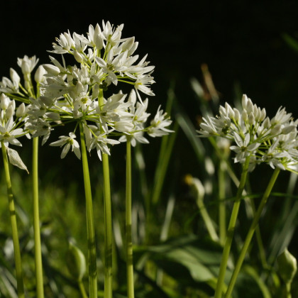 čemaž al čenimaž 