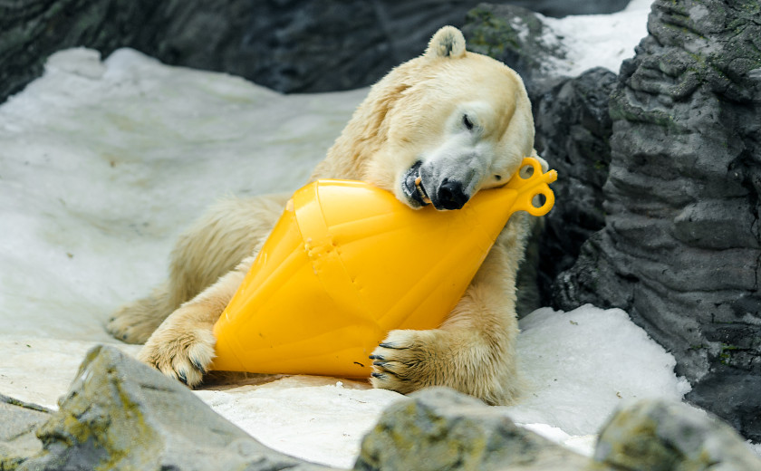 zaspančkan in utrujen