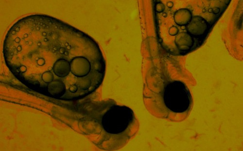 Ribeiroia – Sintija