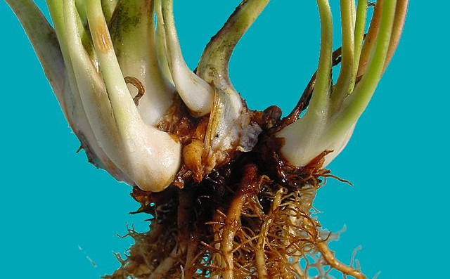 Korenika rastline Sarracenia