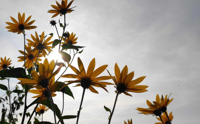 Seznam skladb za 27. 7. 2024, 14.00–18.00 (Mojca Teržan)