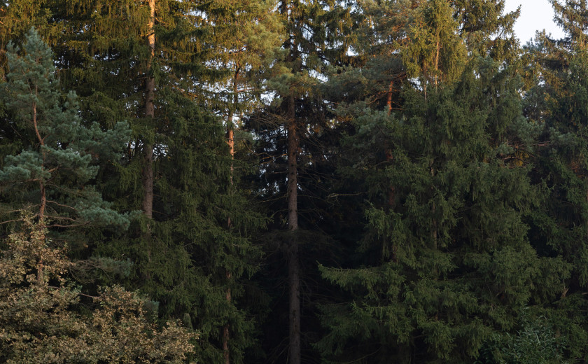 Črna tabla pred drevesi, na tabli napis "Jaz sem transformacija"