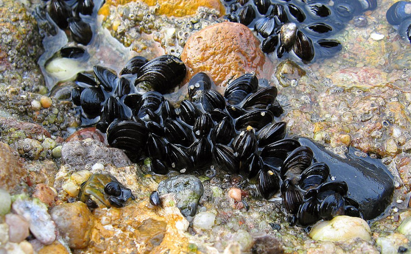 skupek školjk klapavic med kamni v nizki vodi