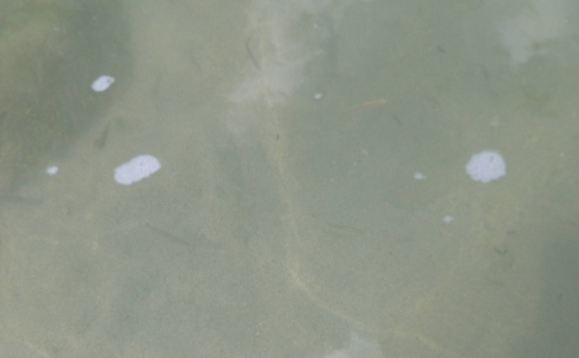 Seznam skladb za 12. 11. 2024, 7.00–11.00 (Al' Eš)