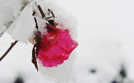 rožica v snegu