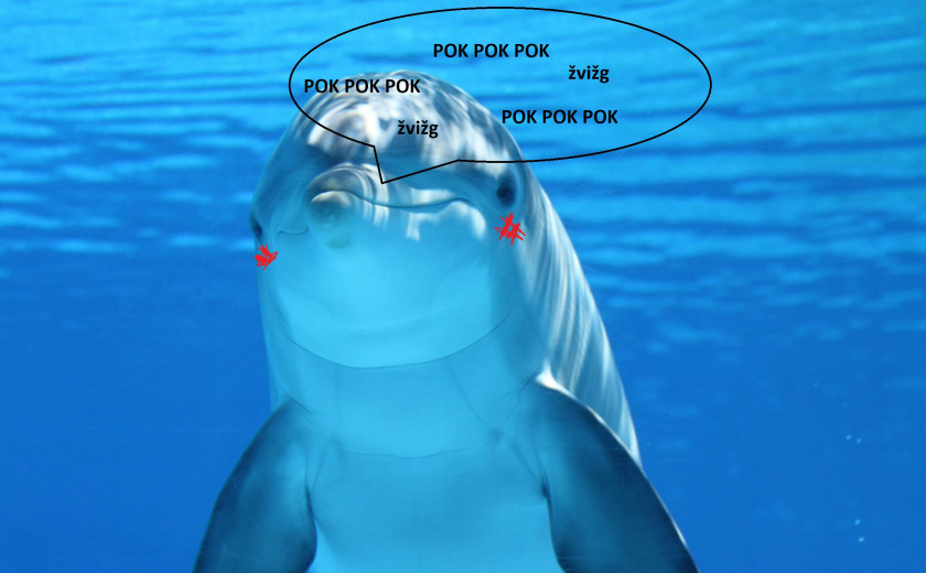 Delfin z napisom, ki imitira oglašanje delfinov med klicanjem samic