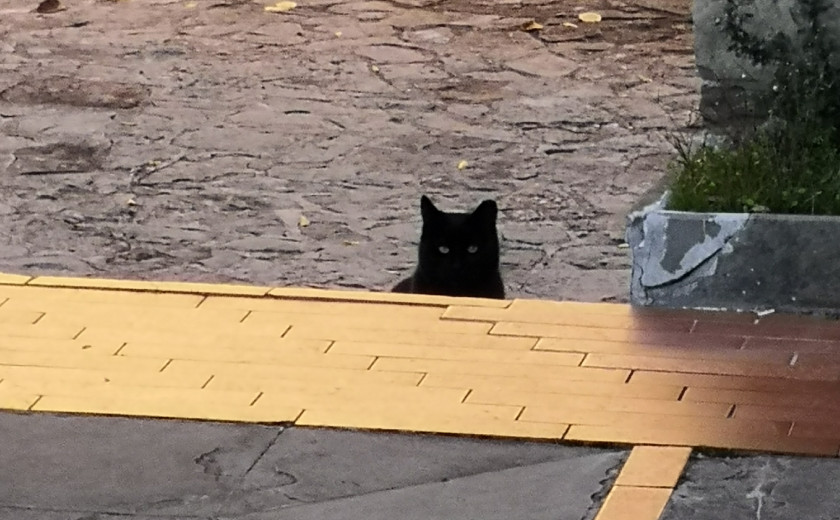 Seznam skladb za 18. 12. 2024, 11.00–15.00 (Luka Bevk)