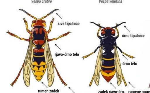 risbi azijskega in evropskega sršena