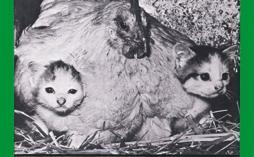 An Pierlé Quartet: Ultimate Survival