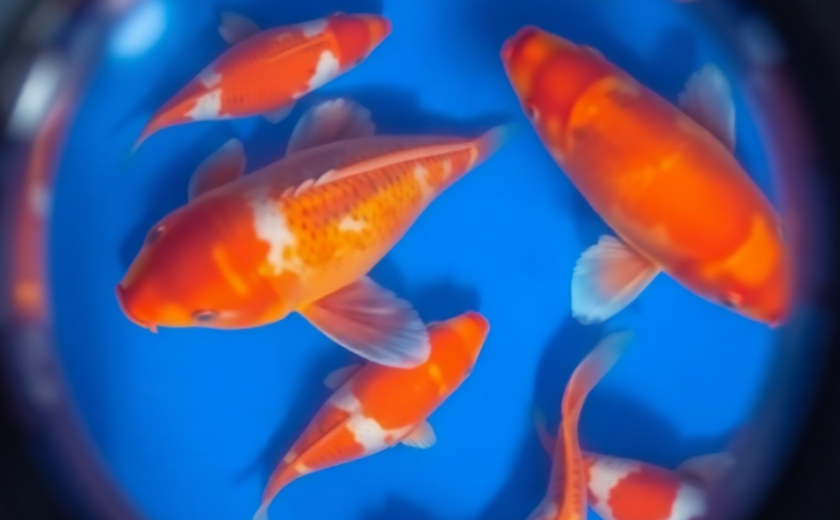 Veronika Sivi – It's 5.20 am, wake up!