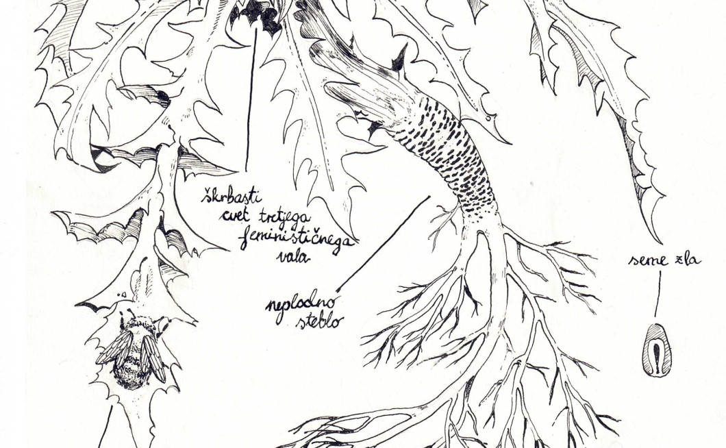 Botanična ilustracija bodeče neže s tušem, spodaj naslov: anatomija feminističnega plevela.