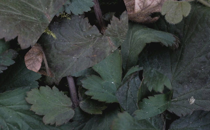 Czajka & Puchacz: Bivališča