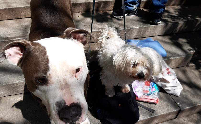 Kopca pod svobodnim soncem, Psiha by Jean Nikolič & rok pibernik 