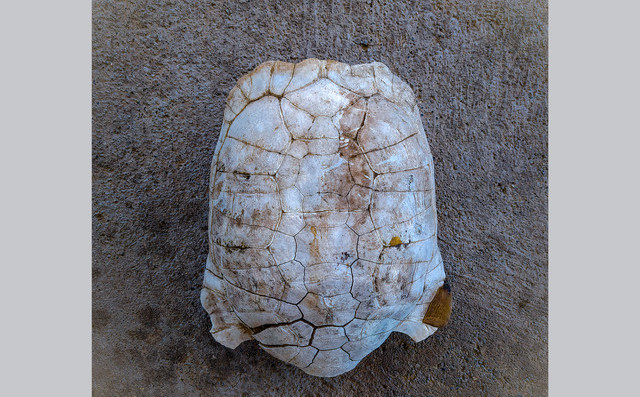 Ali Doğan Gönültaş: Kiği 