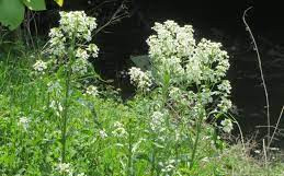 nek hren tm rožce poletje pa to 