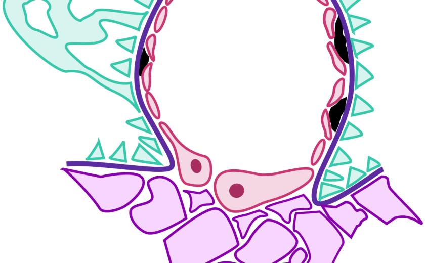 sle sle sle sle de ći 